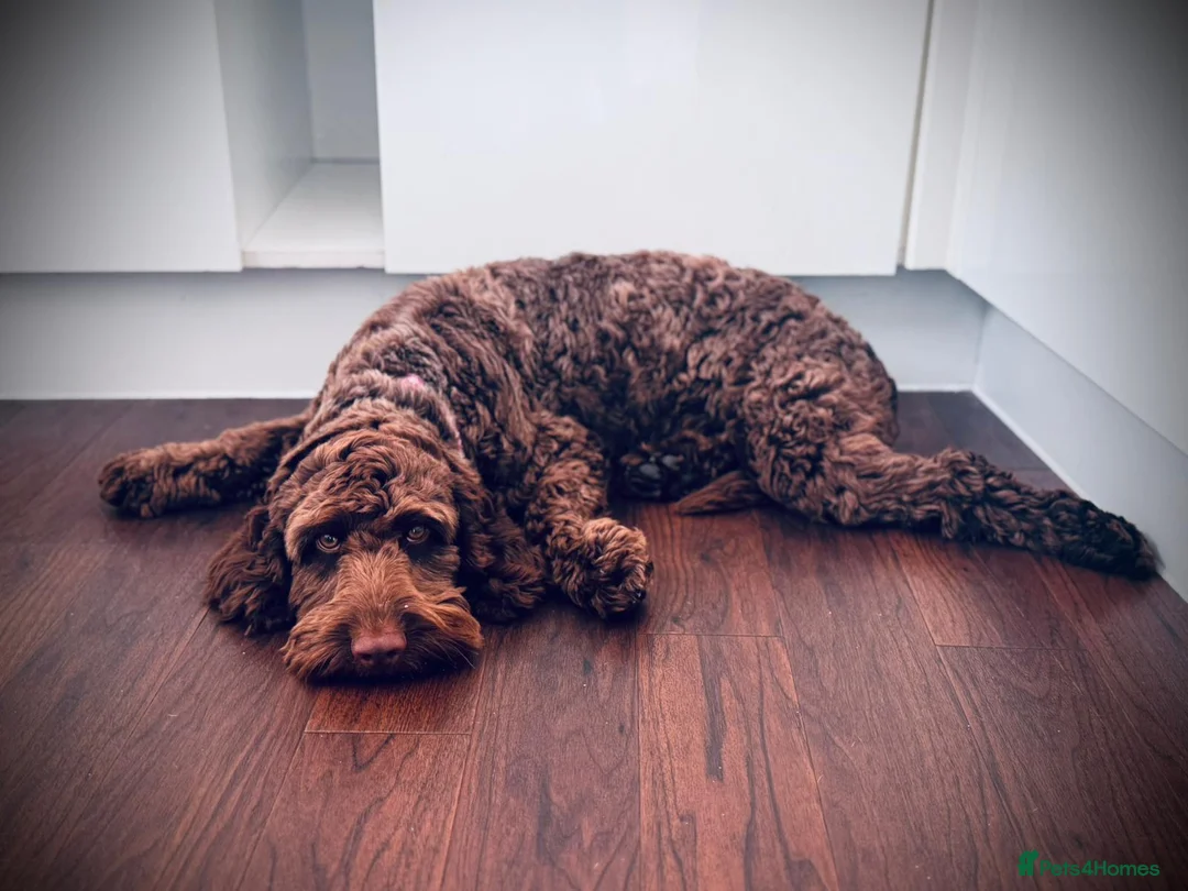 Cockapoo dogs for sale: Beautiful Chocolate Female Cockapoo in Ipswich - Advert 1