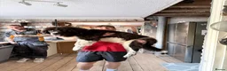 Newfoundland dogs for sale: Newfoundland in Shipston-on-Stour - Advert 8