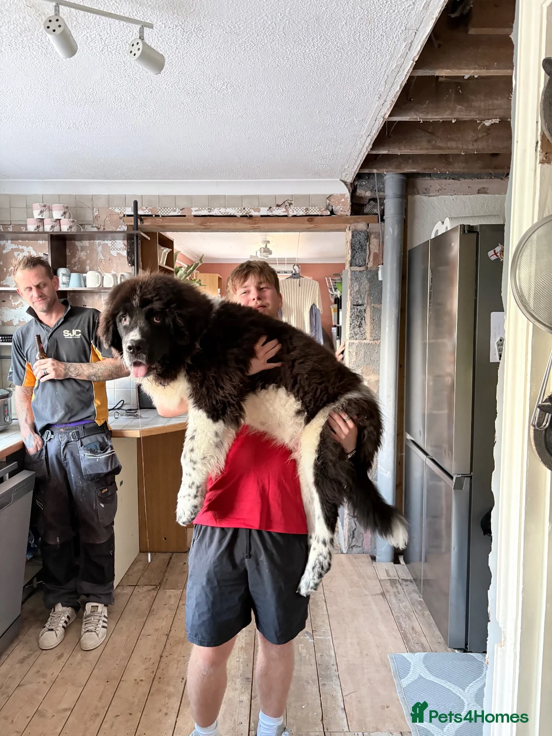 Newfoundland dogs for sale: Newfoundland in Shipston-on-Stour - Advert 8