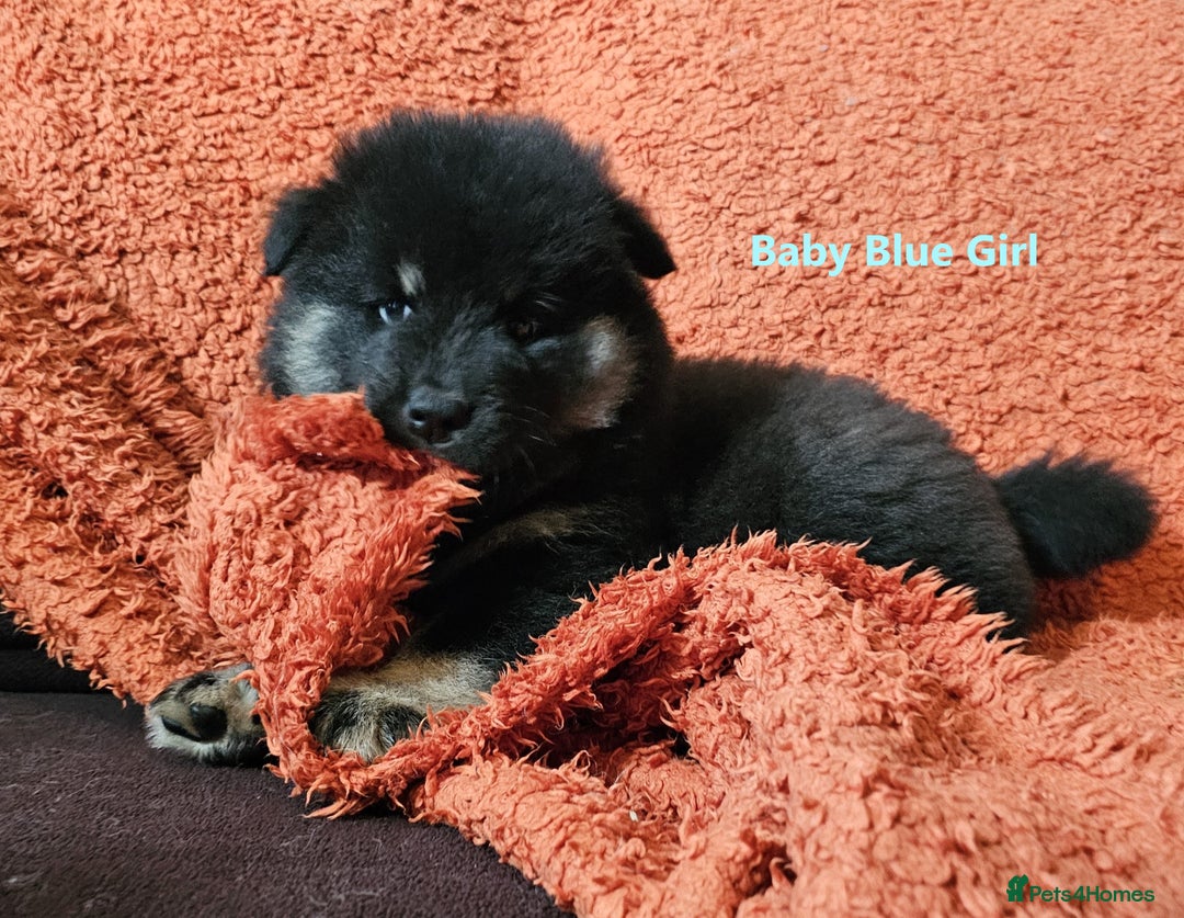 Eurasier dogs for sale: Eurasier Puppies KC Registered in Northampton - Image 35