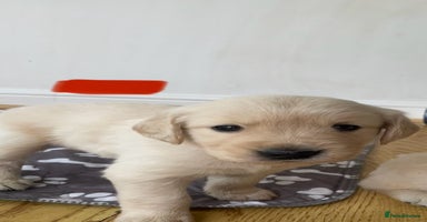 Golden Retriever dogs - Advert 4