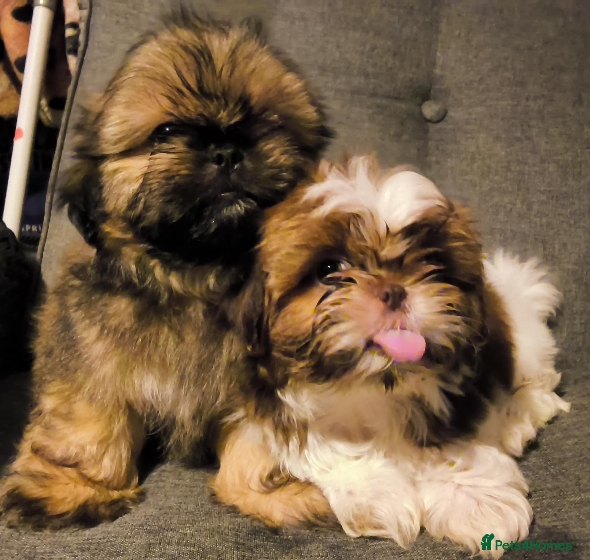 Shih Tzu dogs Quality Half Imperial Shihtzus. - Advert 1