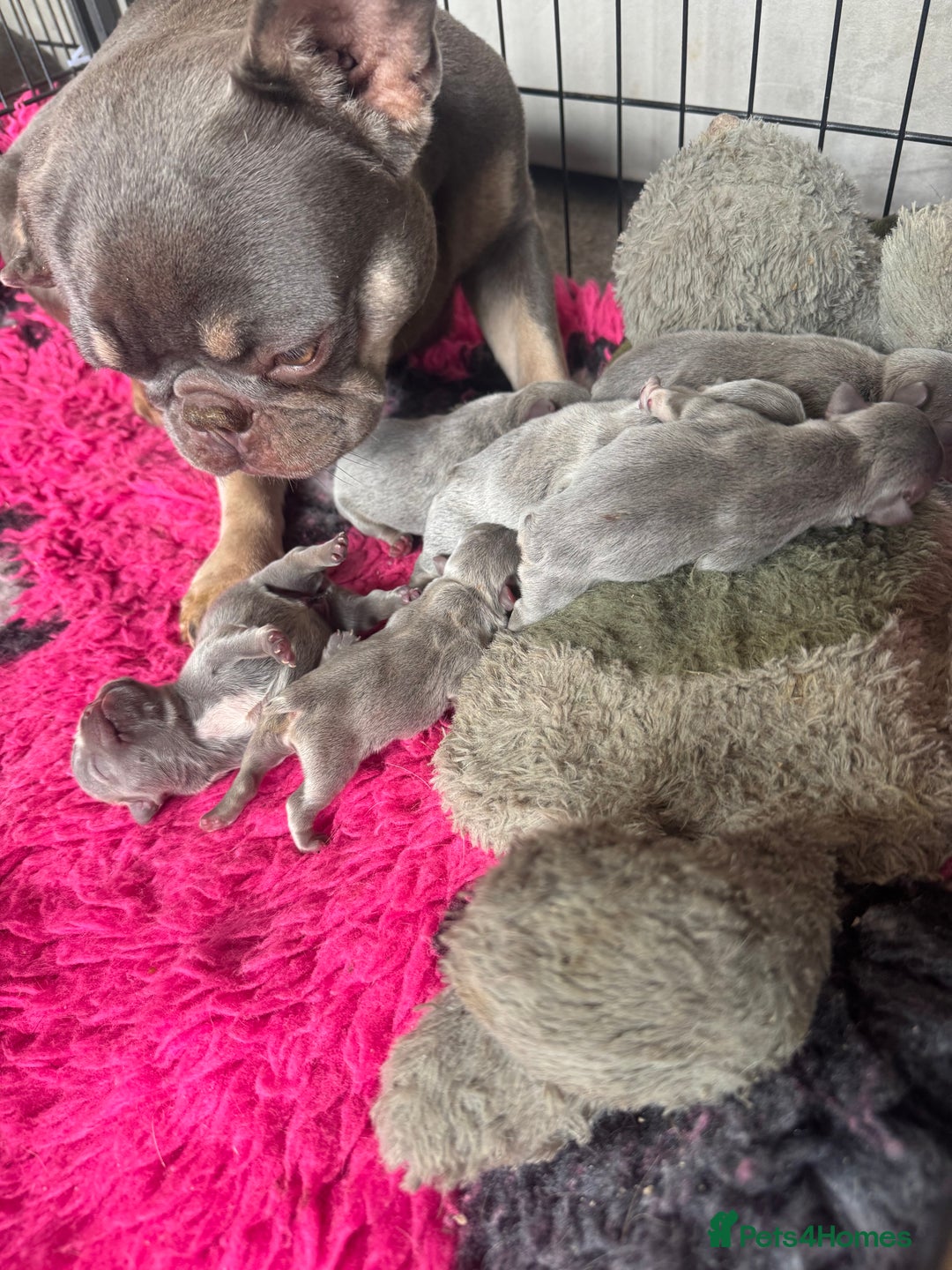 French Bulldog dogs for sale: Homie lines meet temple felson line  - Image 8