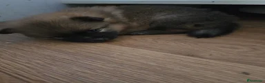 Pomeranian 3