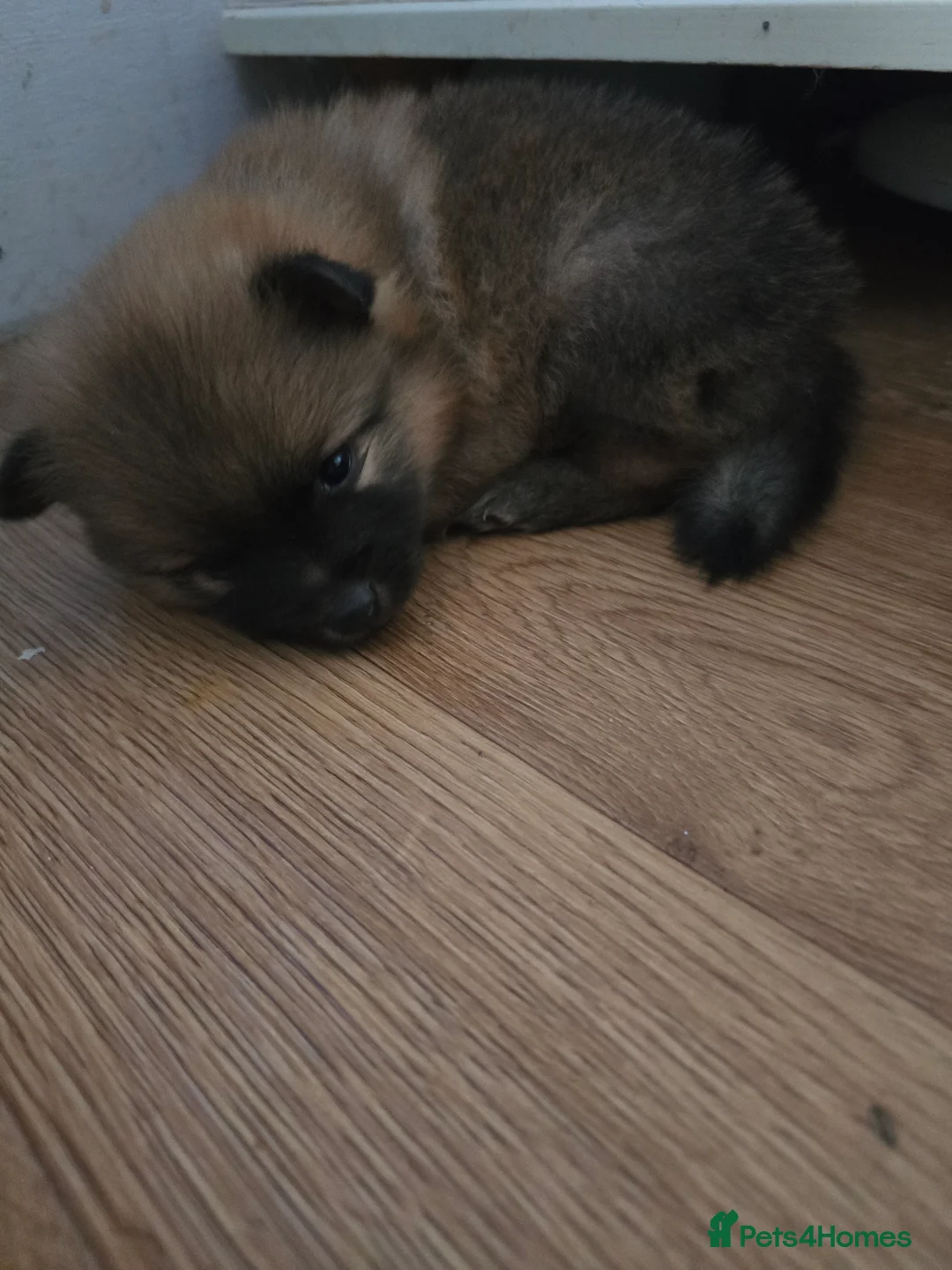 Pomeranian dogs for sale: Pomeranian puppies  - Advert 2