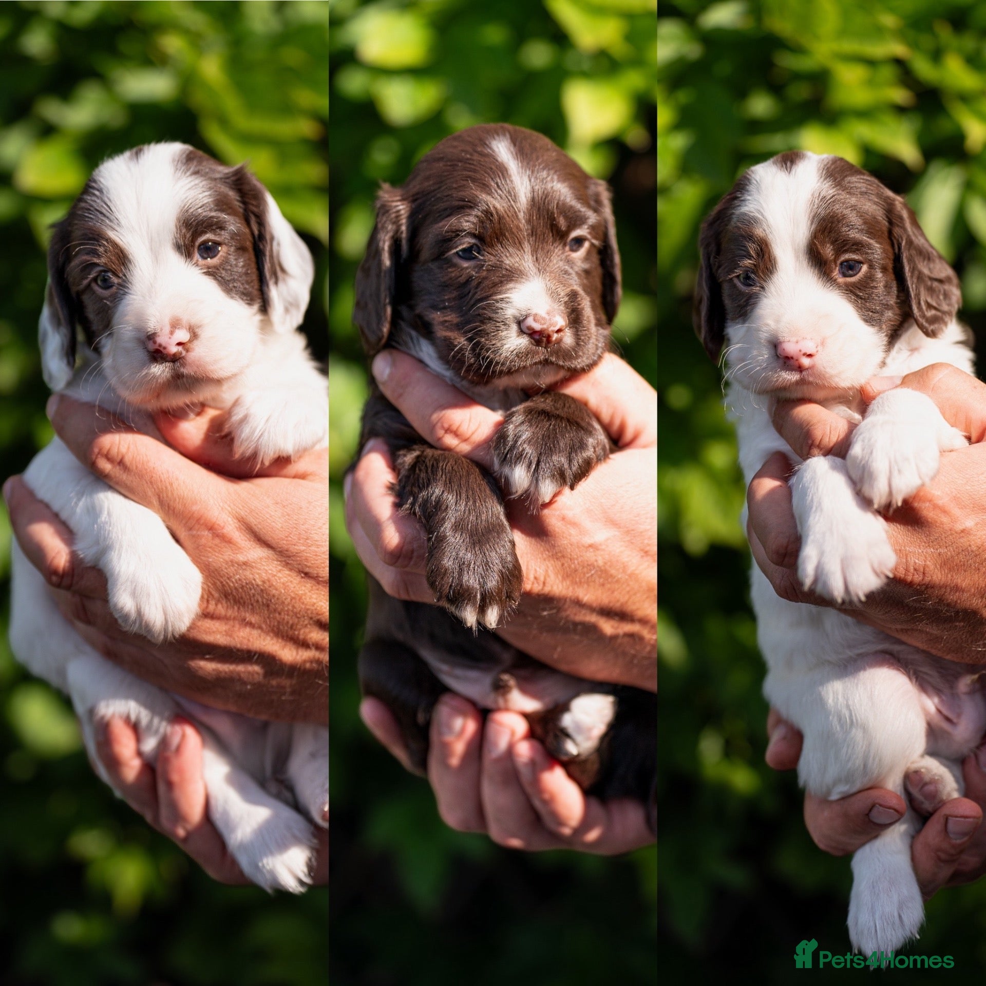 Sprocker dogs F1 Sprocker Puppies - Working or Active Pet Homes - Advert 7