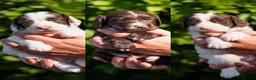 Sprocker dogs for sale: F1 Sprocker Puppies - Working or Active Pet Homes - Advert 1