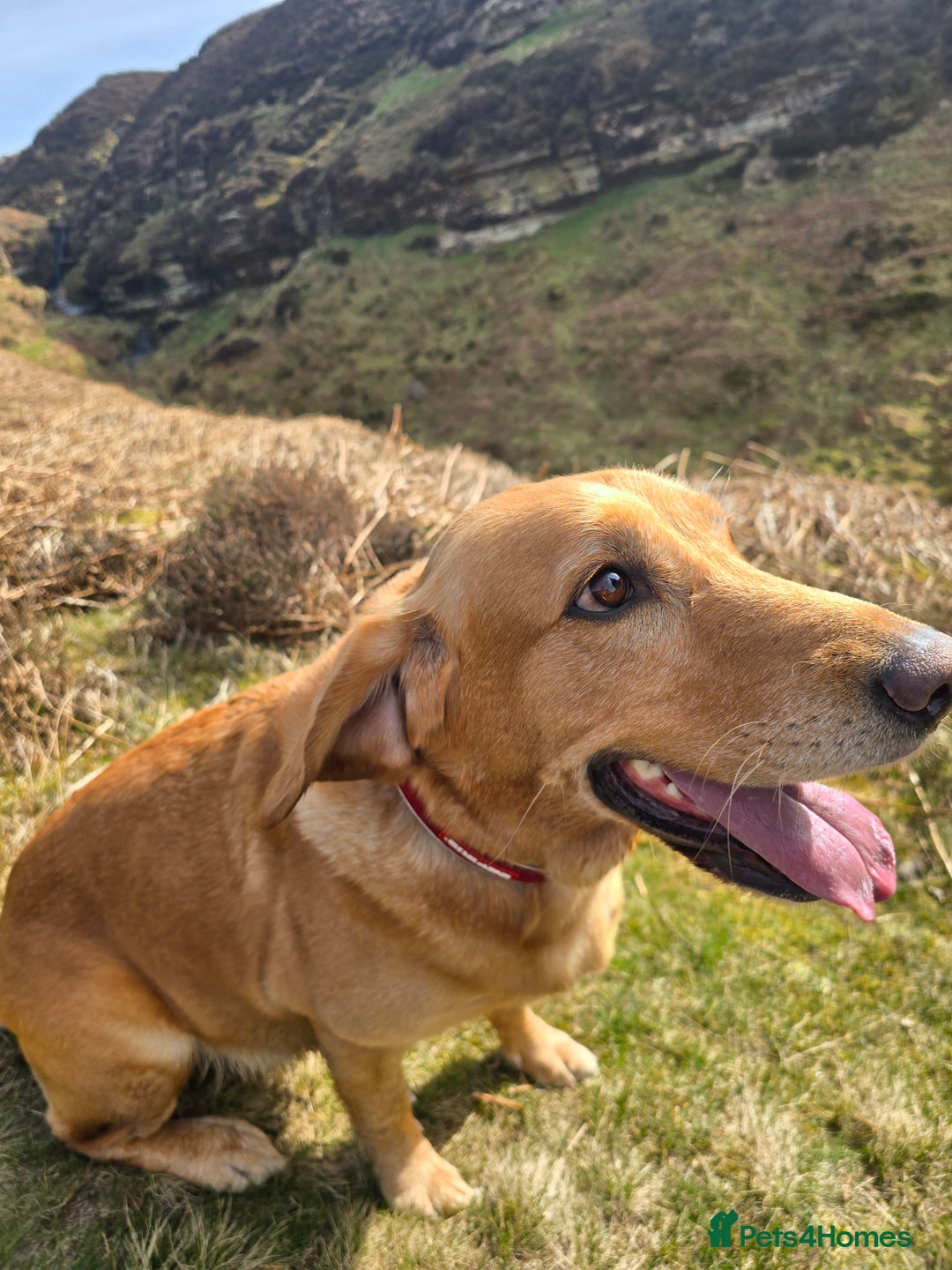 Goldador dogs for sale: Labrador X - Rehoming Request - Advert 5