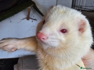 Ferret rodents Adult ferrets angora - Advert 16