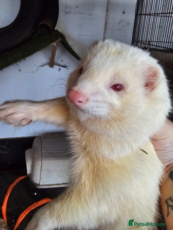 Ferret rodents Adult ferrets angora - Advert 13