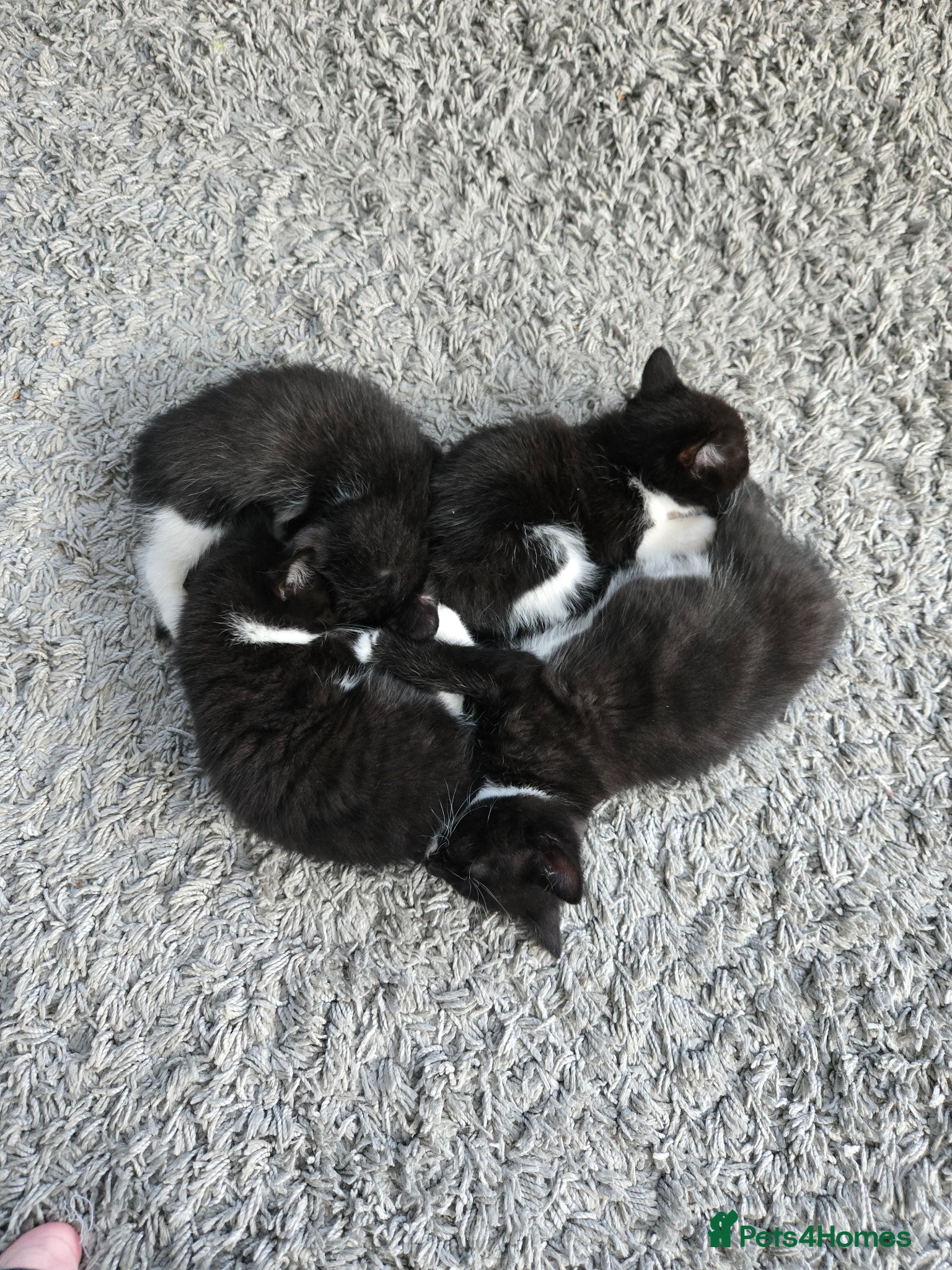 Mixed Breed cats Half Ragdoll kittens * 1 boy & 3 girls* - Advert 2