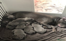Staffordshire Bull Terrier dogs for sale: Blue staffy - Image 6