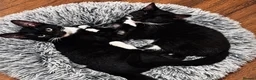 Mixed Breed cats for sale: Overlooked Rescue cats- 6m- 6 years🤎 - Advert 4