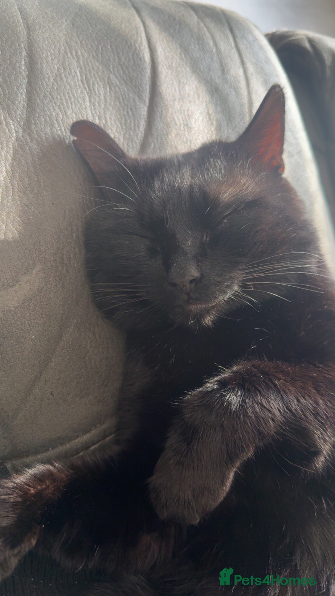 Domestic Shorthair cats Toothless - Advert 7