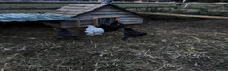 Chickens poultry for sale: 4 black Brahma hens - Advert 5