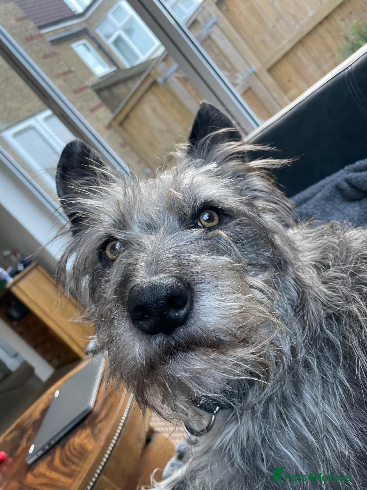Mixed Breed dogs A new home for LOVELY Sissy - Advert 1
