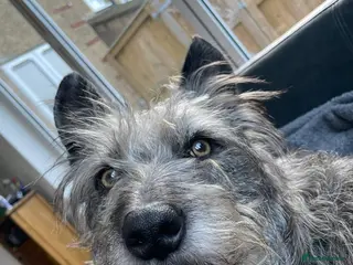 Mixed Breed dogs A new home for LOVELY Sissy - Advert 17