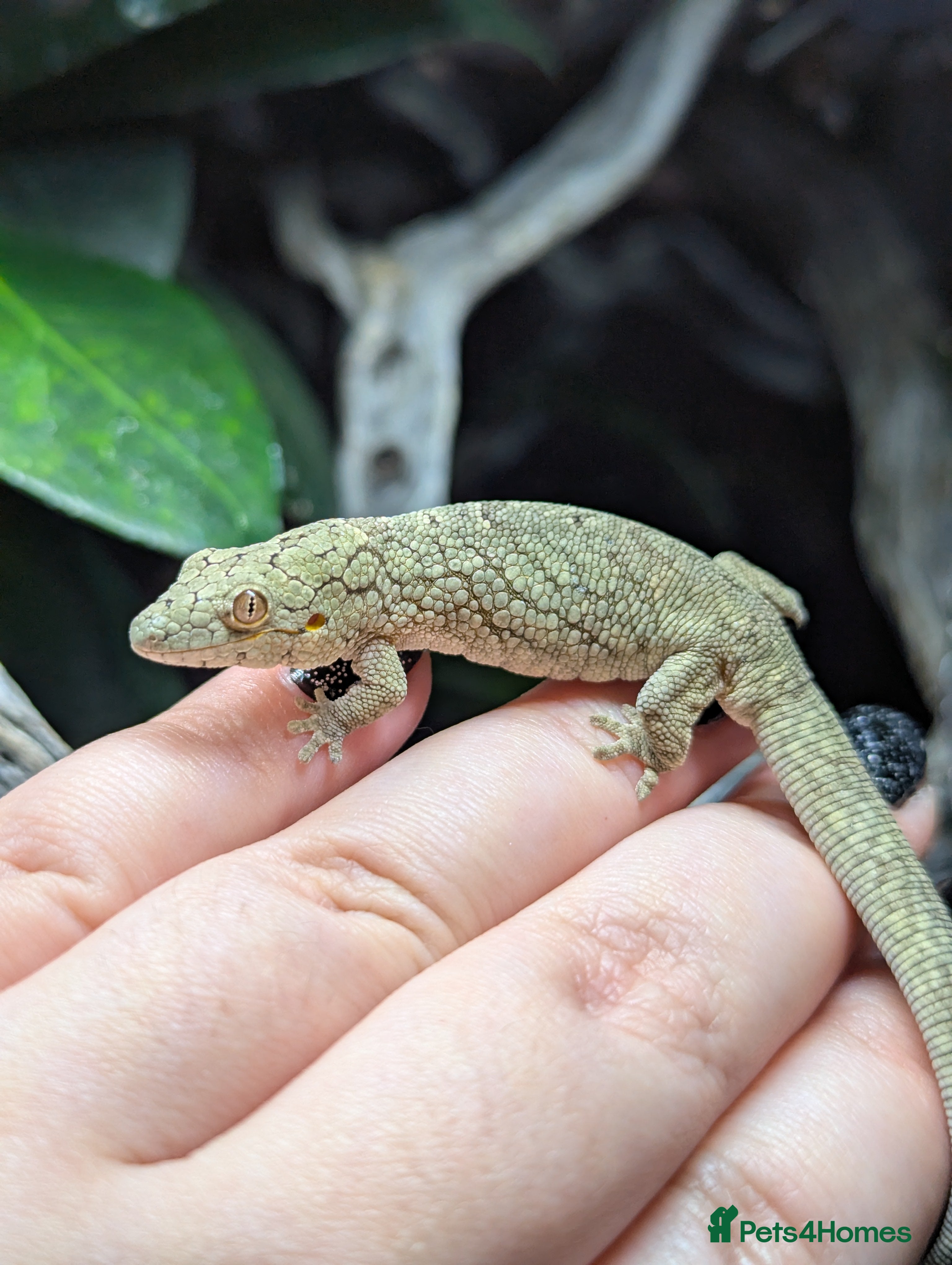 Gecko reptiles Eurydactylodes vieillardi - Chameleon gecko - Advert 1