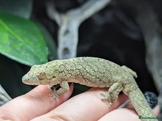 Gecko reptiles Eurydactylodes vieillardi - Chameleon gecko - Advert 1