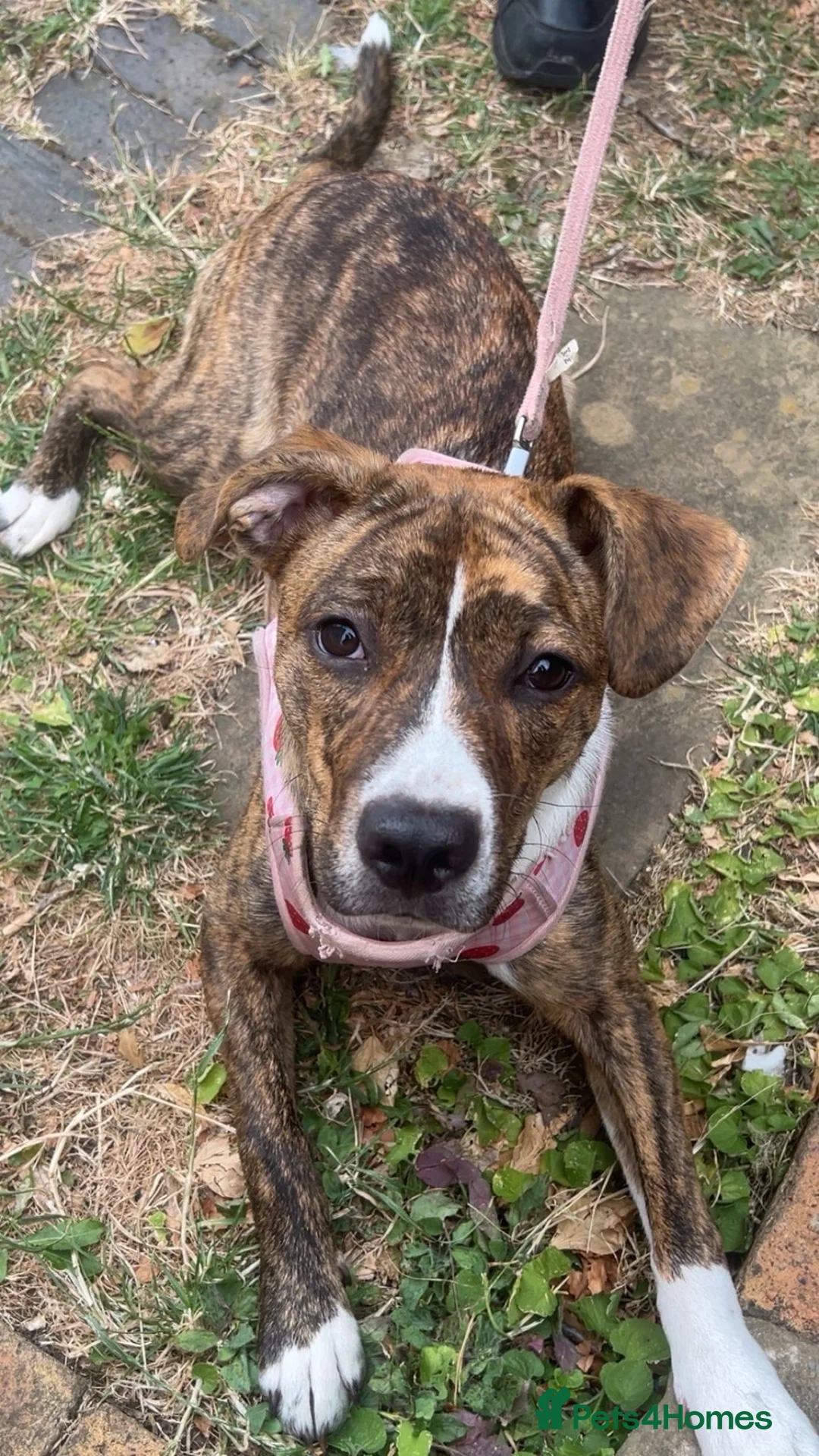 Mixed Breed dogs for sale: Staffy puppy - Advert 2