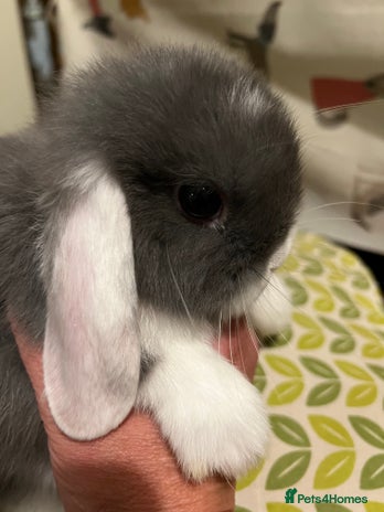 Rabbits for sale Pets4Homes