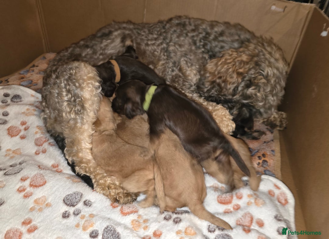 Cockapoo dogs for sale: Stunning f1b cockapoo puppies - Image 16