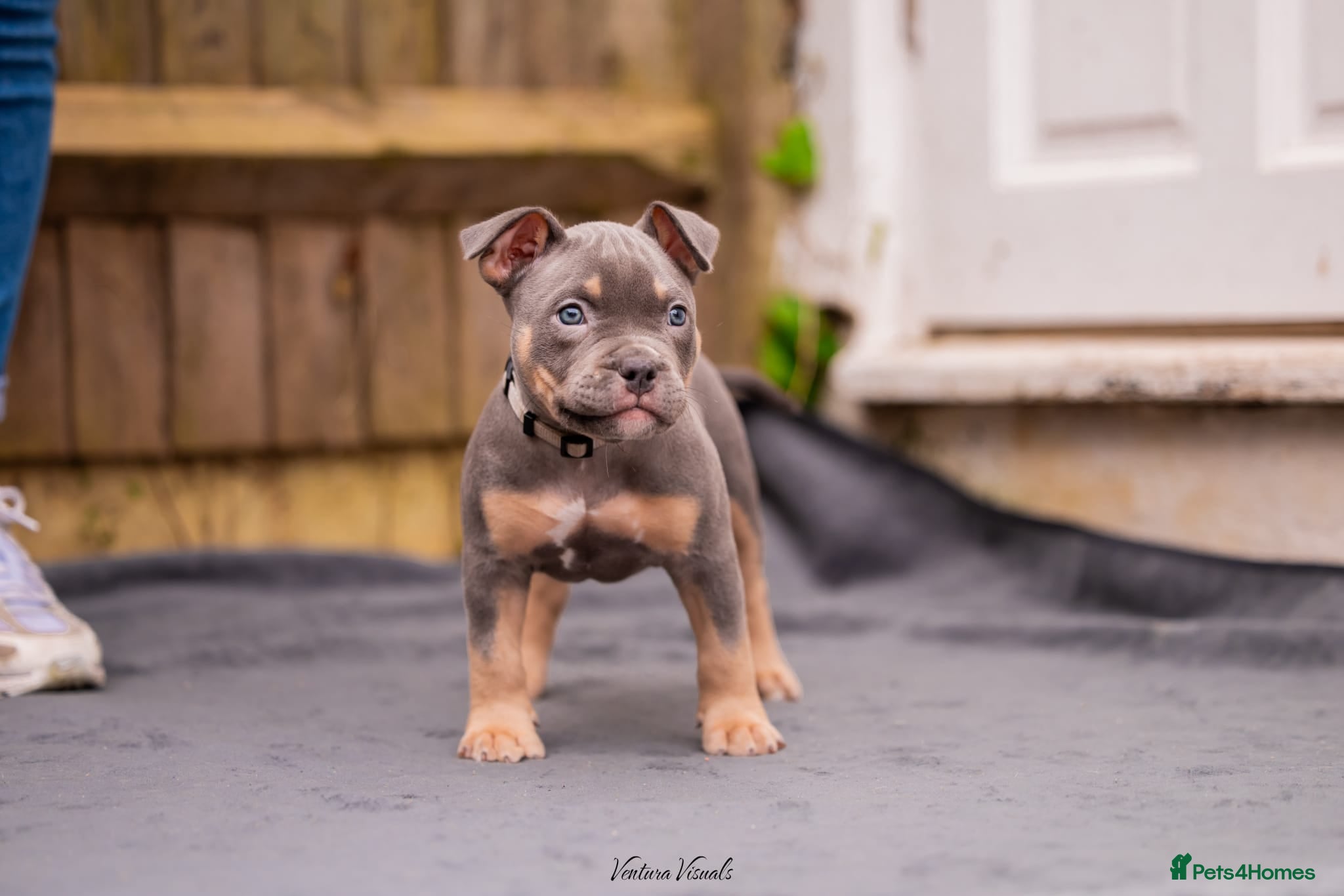 American Bully dogs for sale: American Bully Puppies - Advert 14
