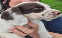 Cocker Spaniel dogs for sale: Gorgeous Cocker Pups - Image 17