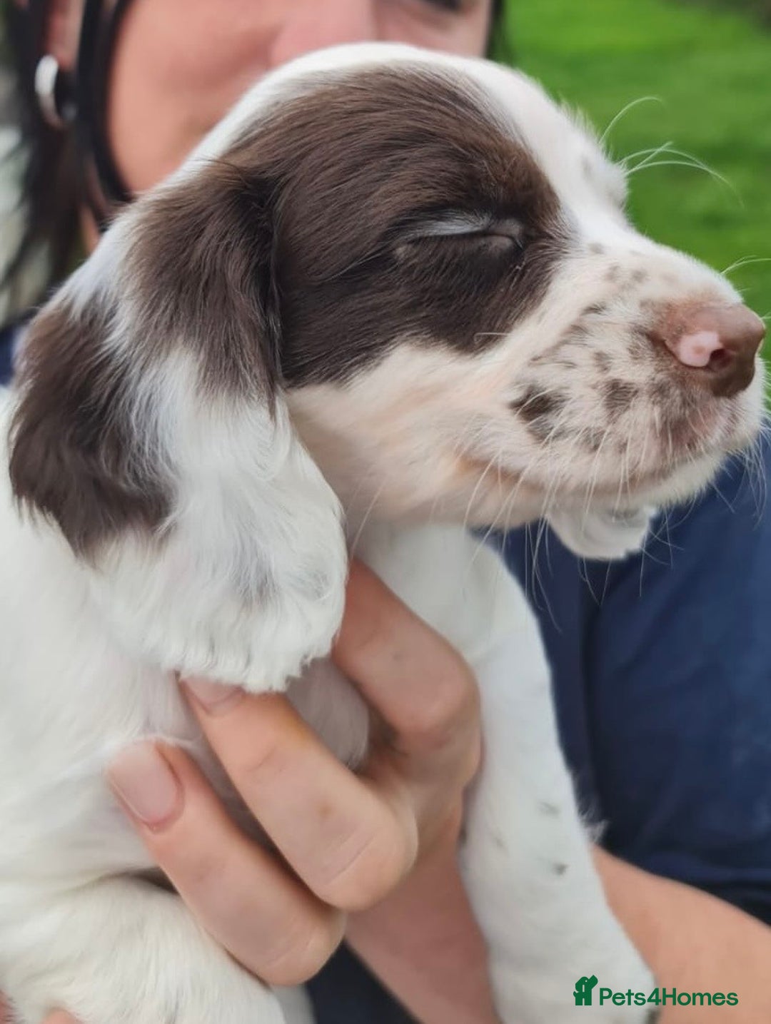 Cocker Spaniel dogs for sale: Gorgeous Cocker Pups - Image 17