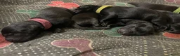 Mixed Breed dogs for sale: Rottweiler X Lab puppies  - Advert 23