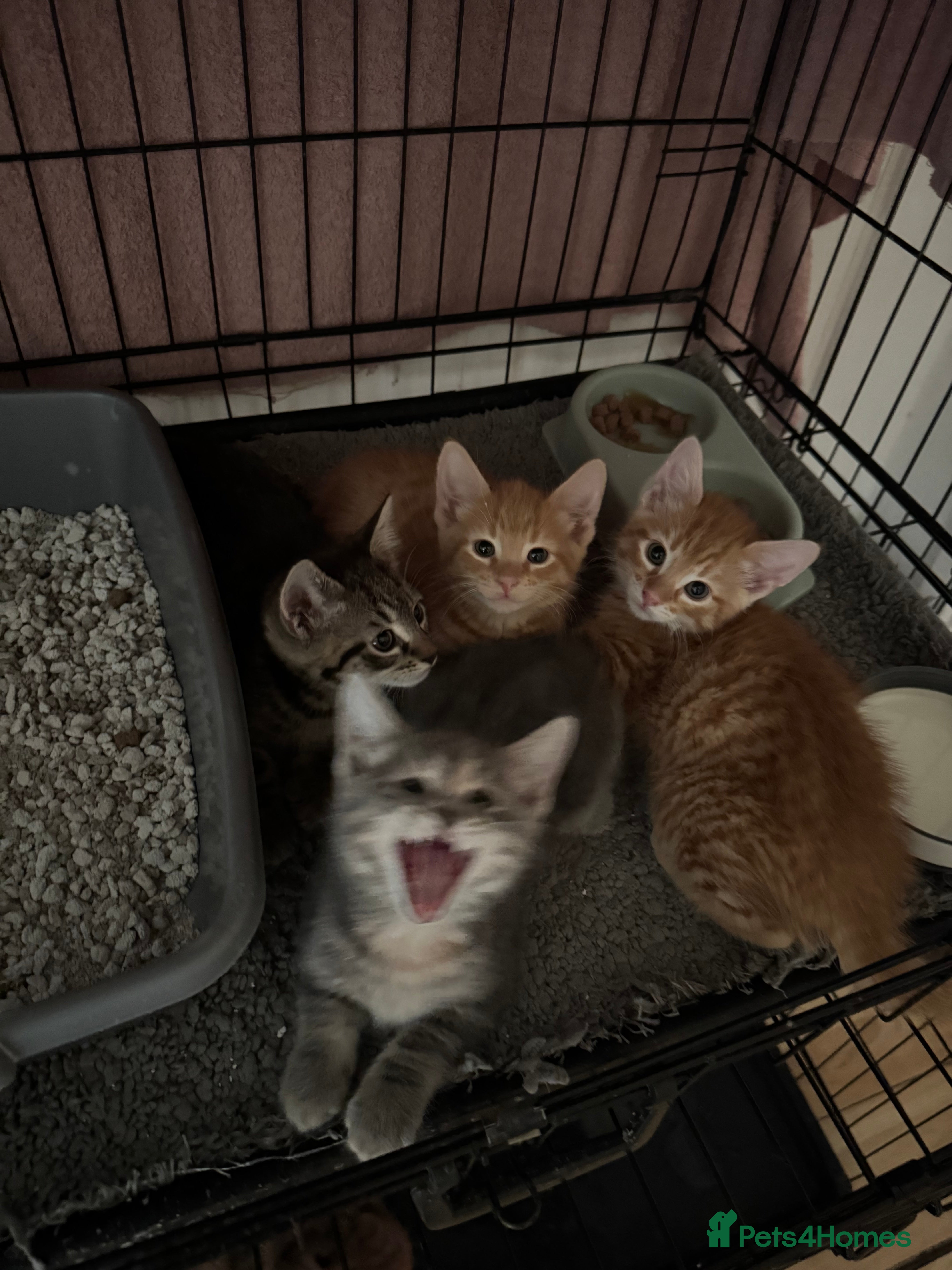American Shorthair cats for sale: Ready To Leave Today please read full advert pleas - Advert 7