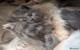 Persian cats for sale: Divine Persian X Russian Blue kittens - Image 6