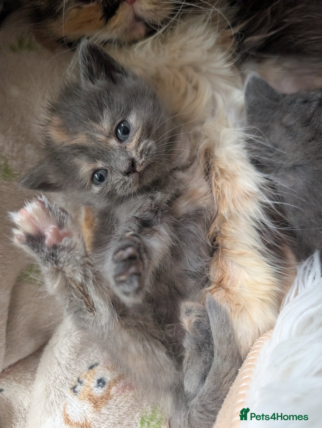 Persian cats for sale: Divine Persian X Russian Blue kittens - Image 6