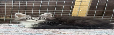 Black silver tabby with white 