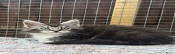 Maine Coon cats for sale: Maine coon kittens - Advert 10