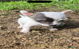 Chihuahua dogs for sale: All pups got loving homes - Image 1