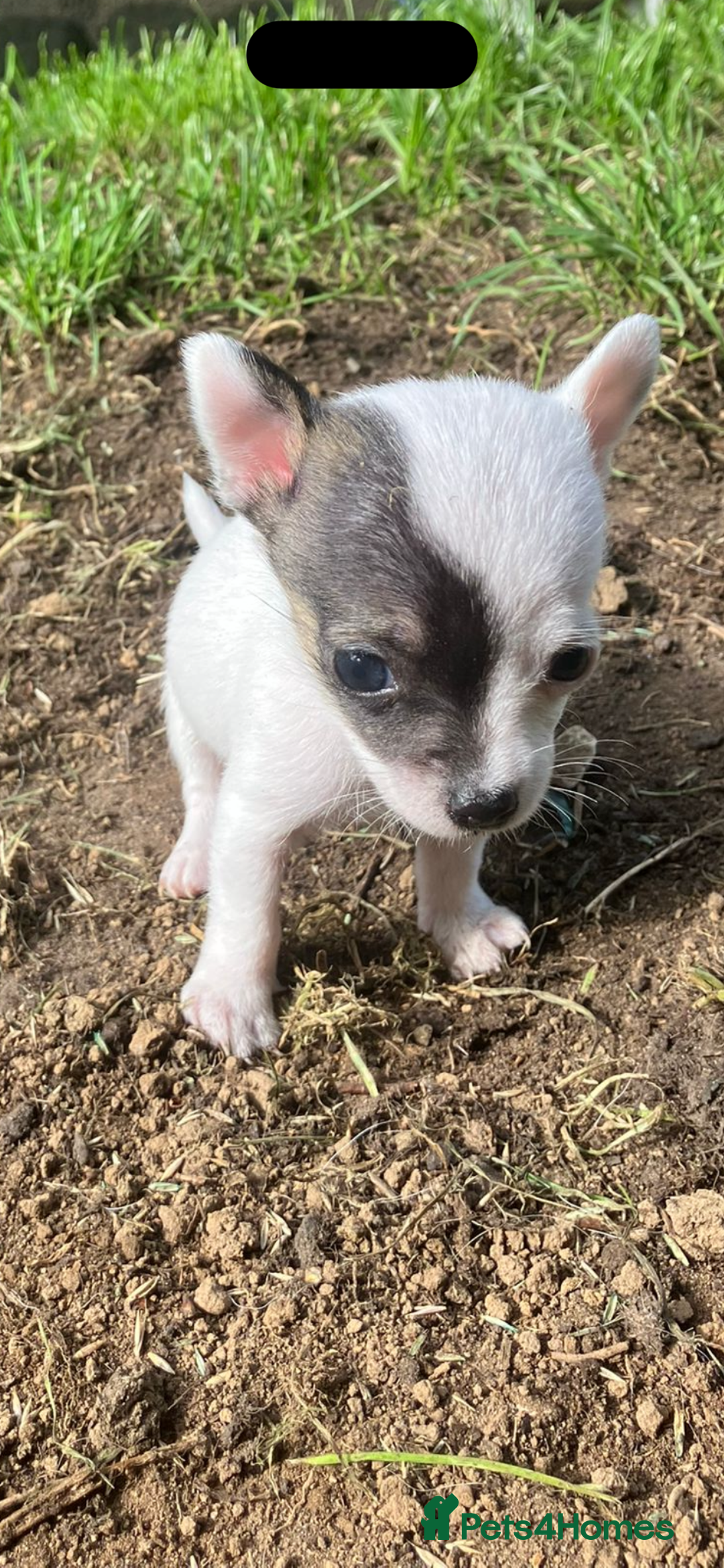 Chihuahua dogs for sale: All pups got loving homes - Image 1