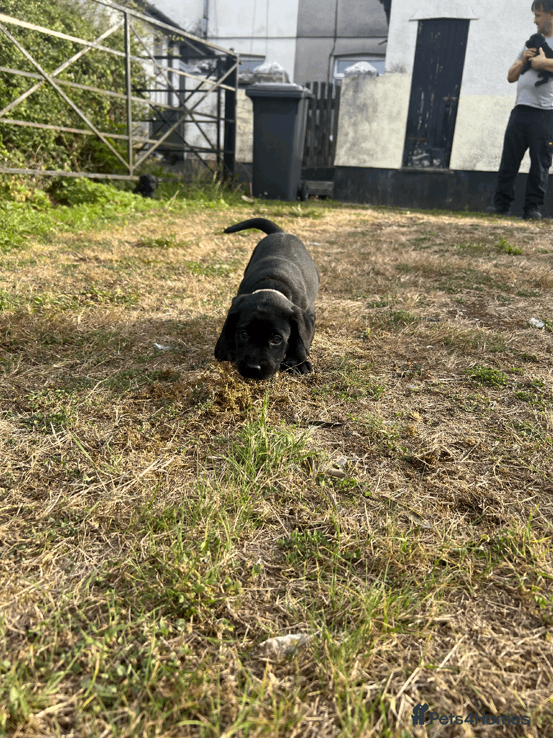 Labrador Retriever dogs for sale: Labrador Puppies  - Image 11