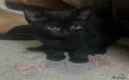 Mixed Breed cats for sale: Ragdoll/mainecoon mix  - Image 1