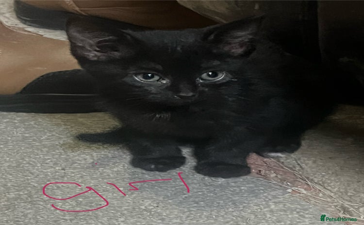 Mixed Breed cats - Advert 1
