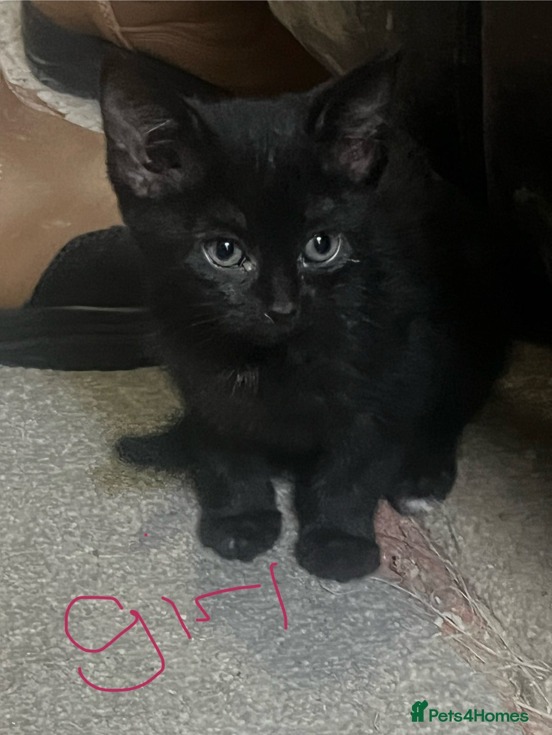 Mixed Breed cats for sale: Ragdoll/mainecoon mix  - Image 1