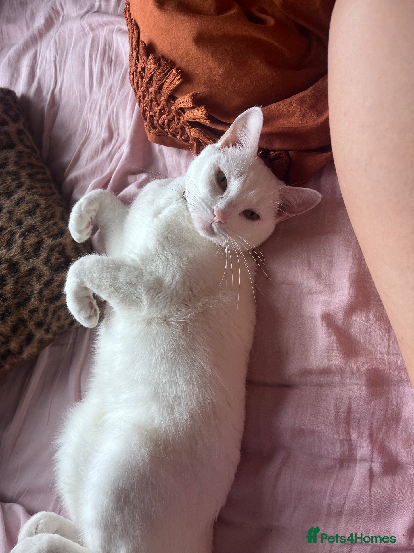 Domestic Shorthair cats Beautiful white adult female cat - Advert 4