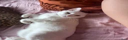 Domestic Shorthair cats for sale: Beautiful white adult female cat - Advert 1