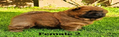 Fenale 2