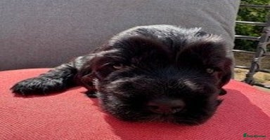 Cocker Spaniel dogs - Advert 1