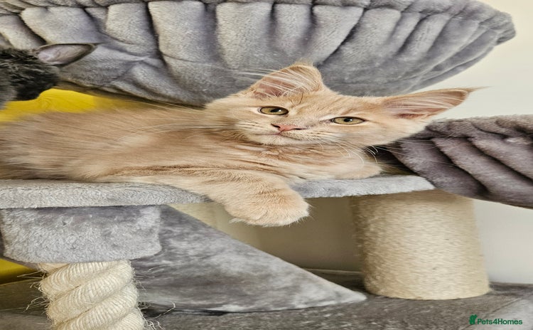 Maine Coon cats - Advert 2