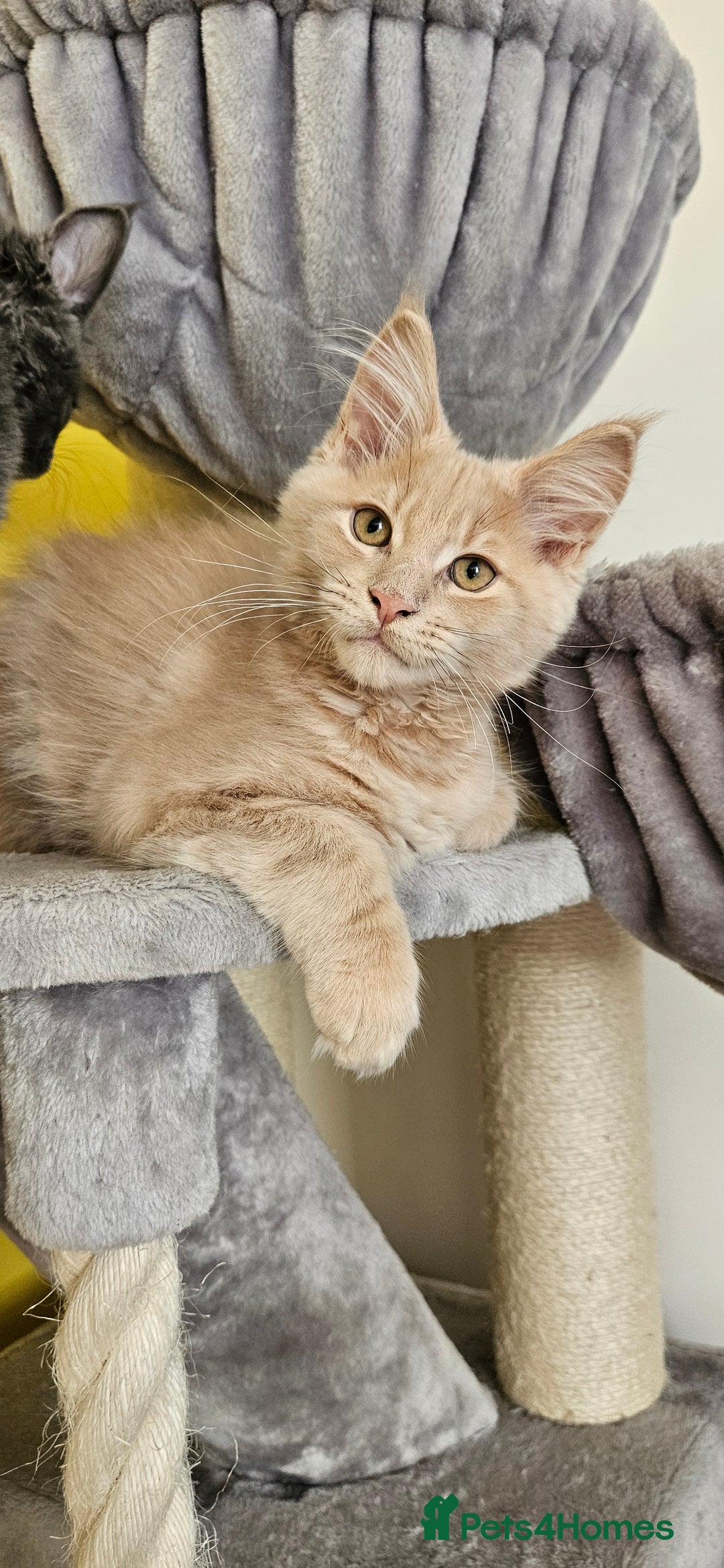 Maine Coon cats for sale: TICA Reg Maine Coon Kittens - Image 2
