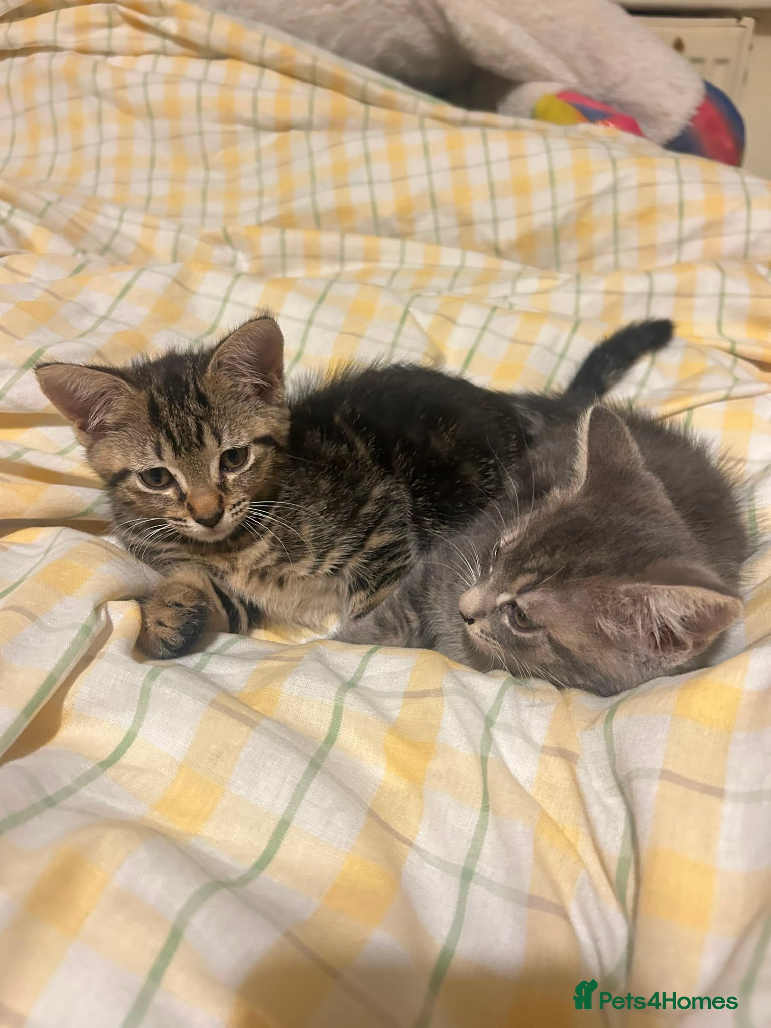 Mixed Breed cats Two Tabby Sisters *READY NOW* - Advert 2
