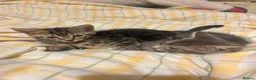 Mixed Breed cats for sale: Two Tabby Sisters *READY NOW* - Advert 1