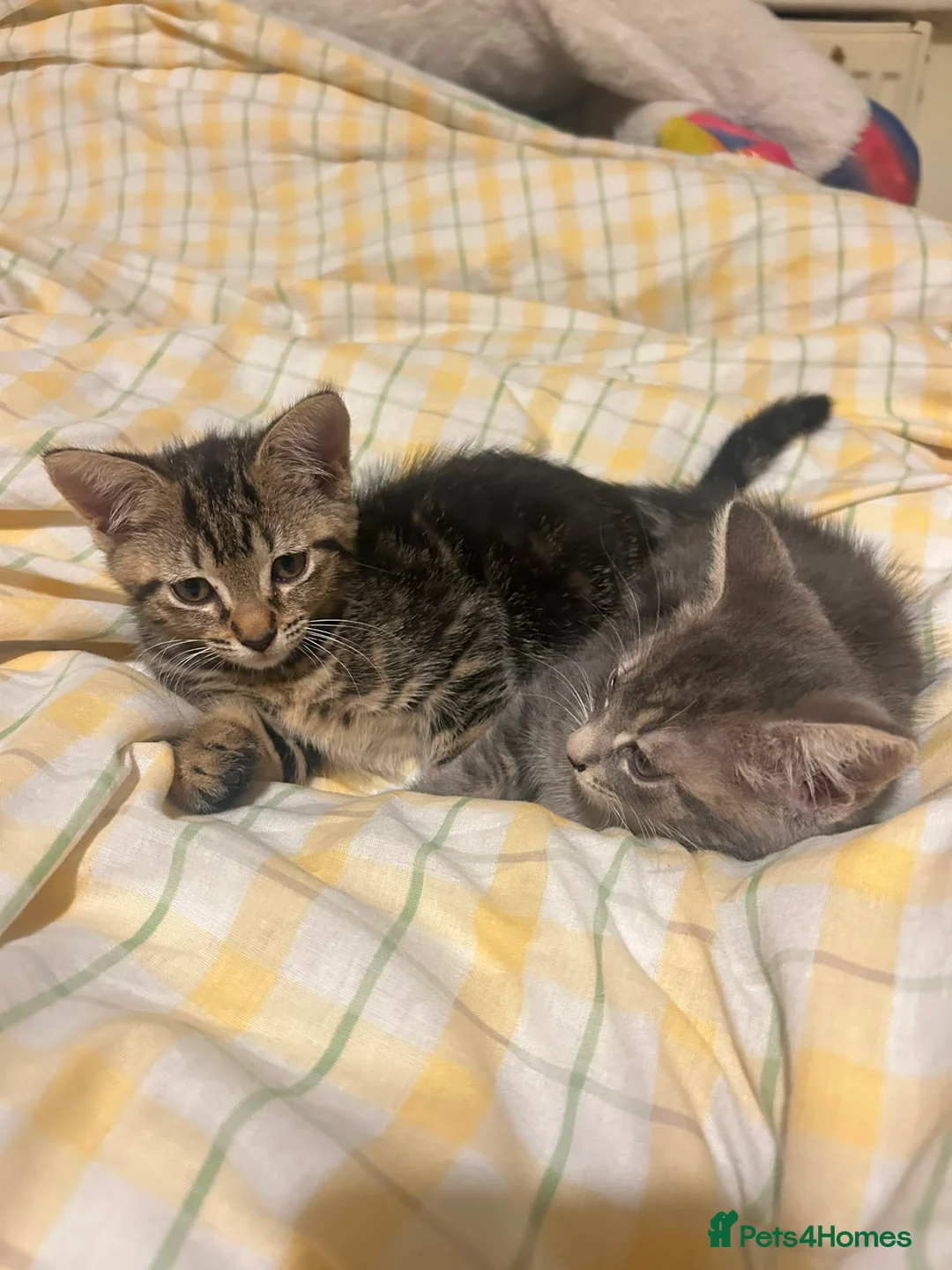 Mixed Breed cats for sale: Two Tabby Sisters *READY NOW* - Advert 1